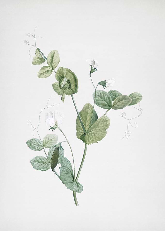 White Pea Flower