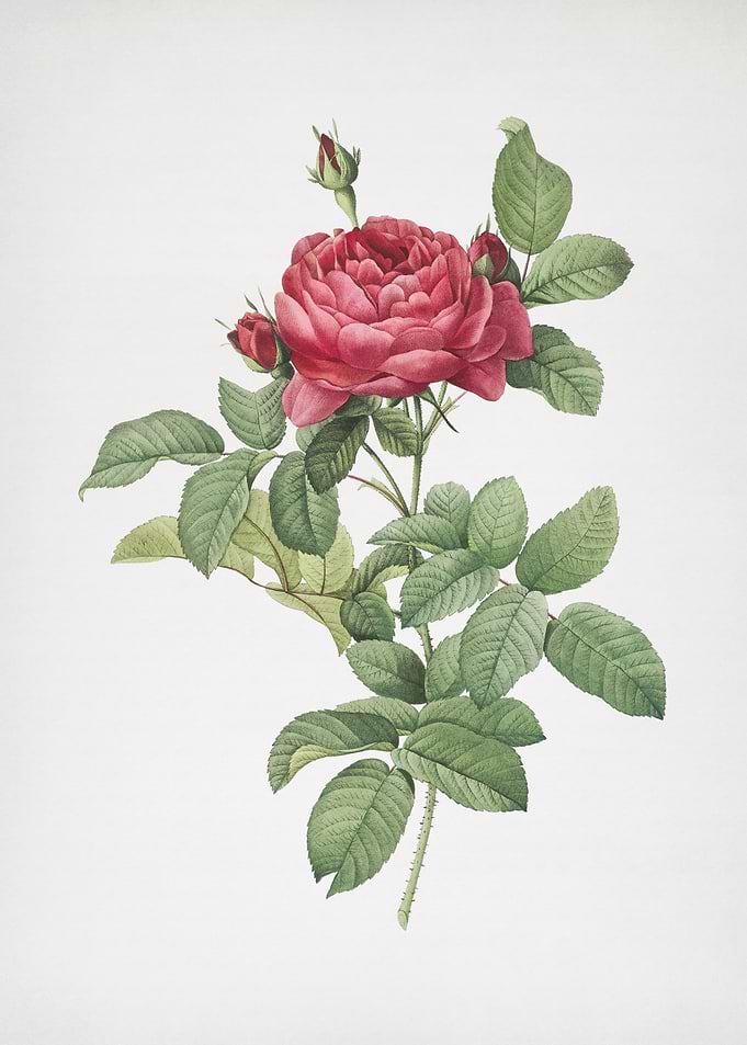 Red Gallic Rose Flower