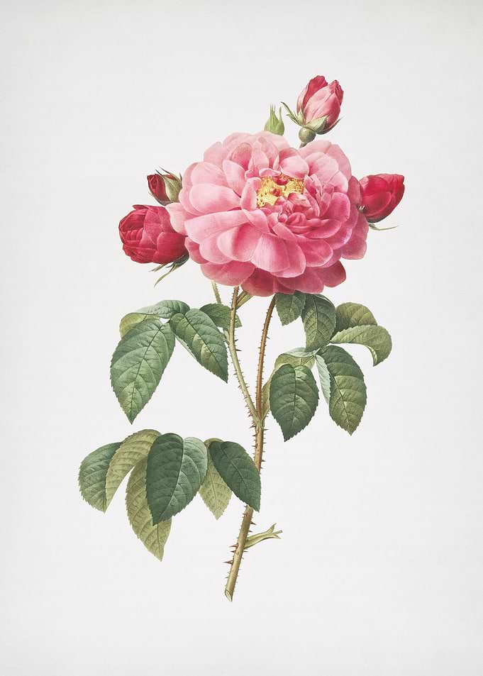 Duchess of Orleans Rose