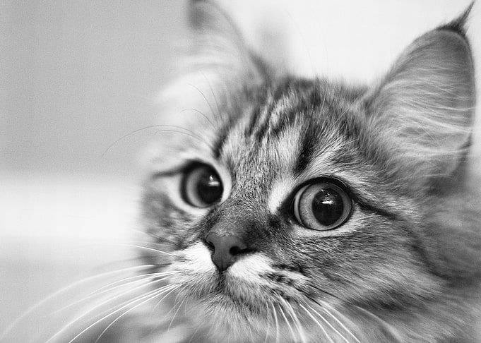 Pretty Cat