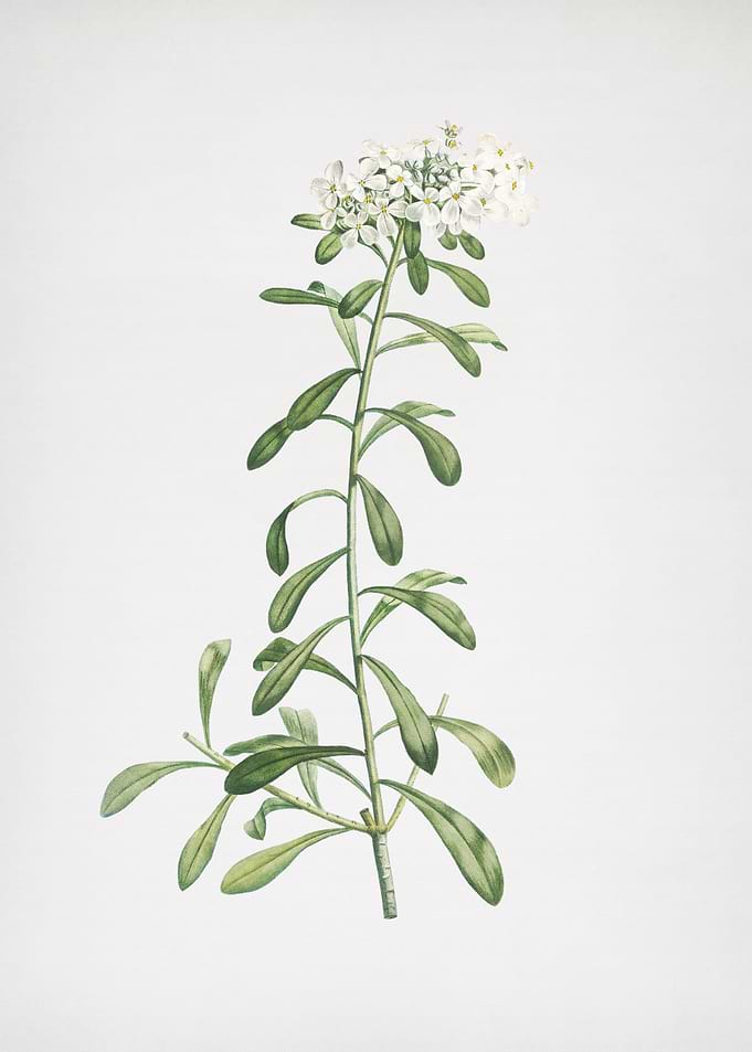 Small White Flowers