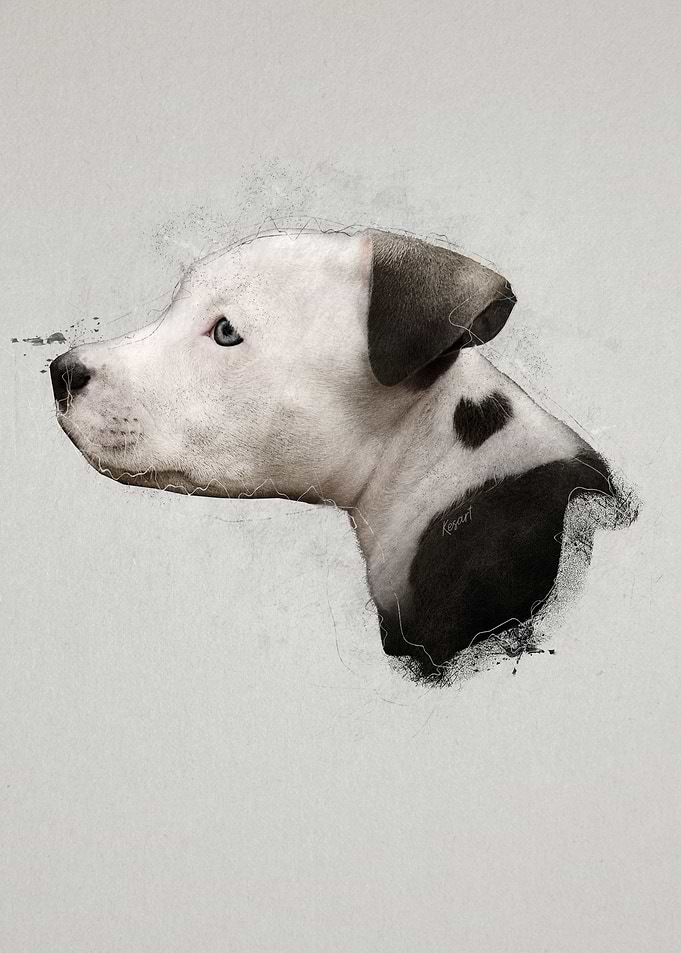 Pitbull Puppy Portrait
