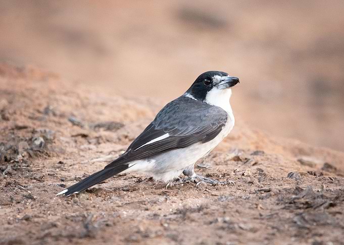 Butcher Bird