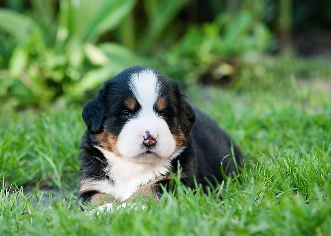 Berner puppy