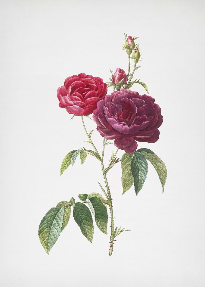 Blooming Purple Roses