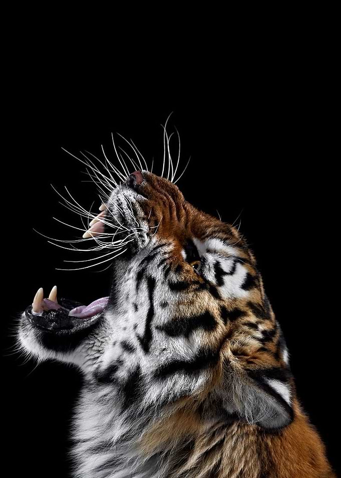 angry wild tiger poster