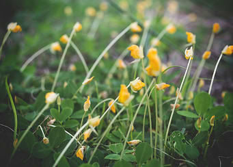 Lovely Flowers