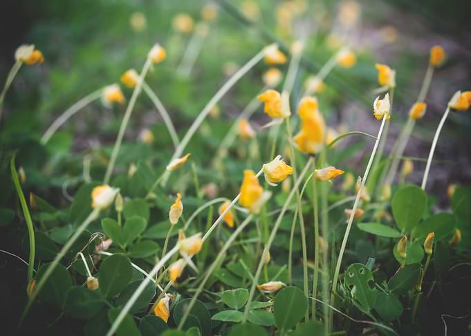 Lovely Flowers