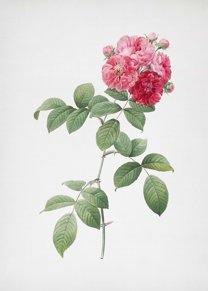 Seven Sisters Roses
