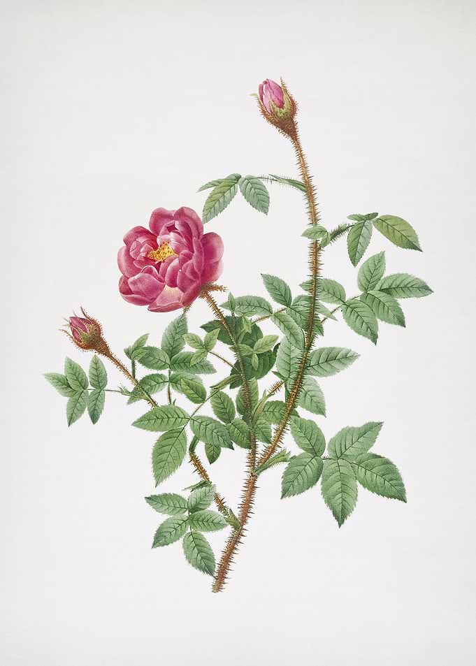 Blooming Moss Rose