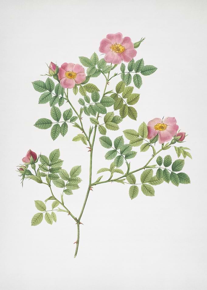 Blooming Rose Corymb