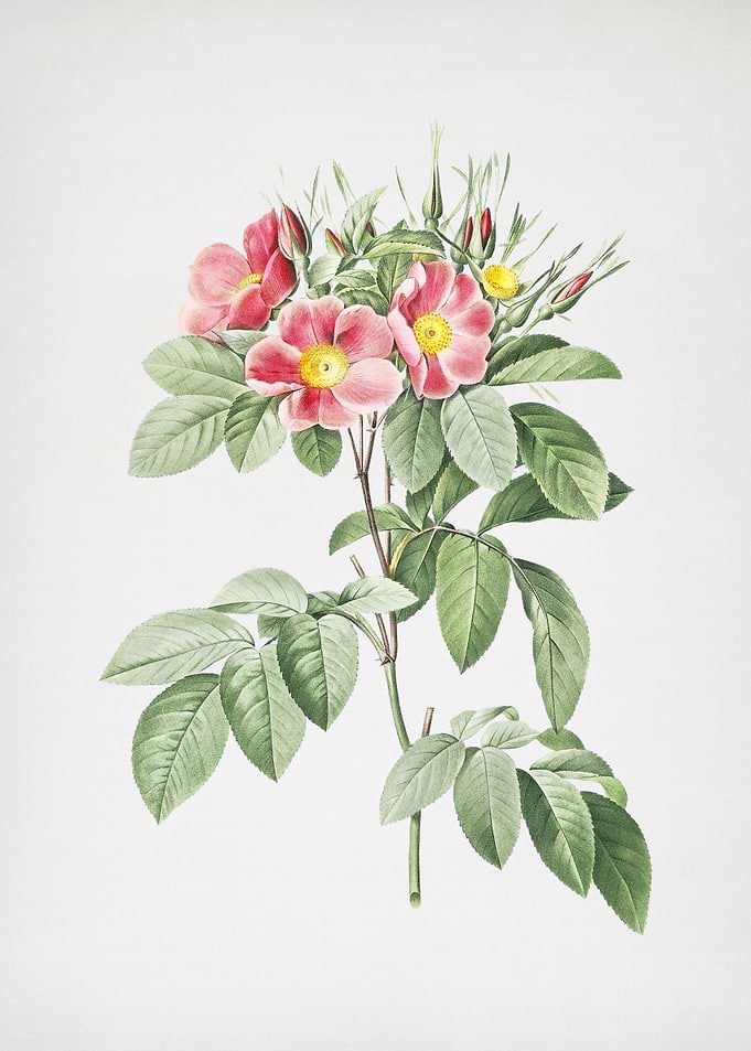 Blooming Pasture Rose