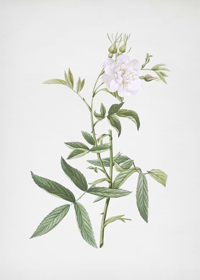 White Rose of York