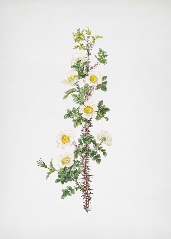 Scotch Rose Bloom