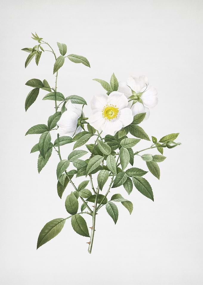 White Rose of Snow