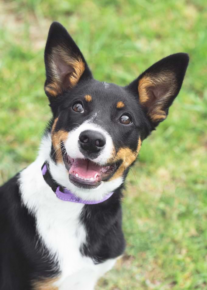 Happy Dog