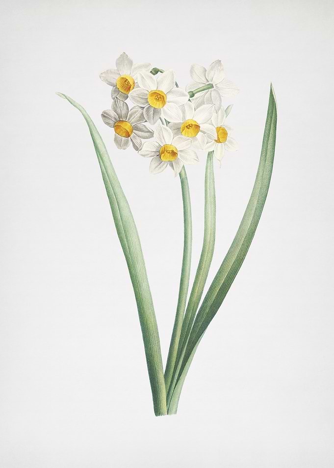 Narcissus Easter Flower