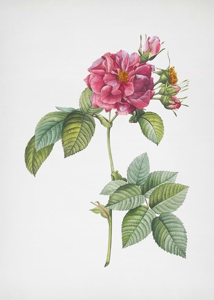 Pink Francfort Rose