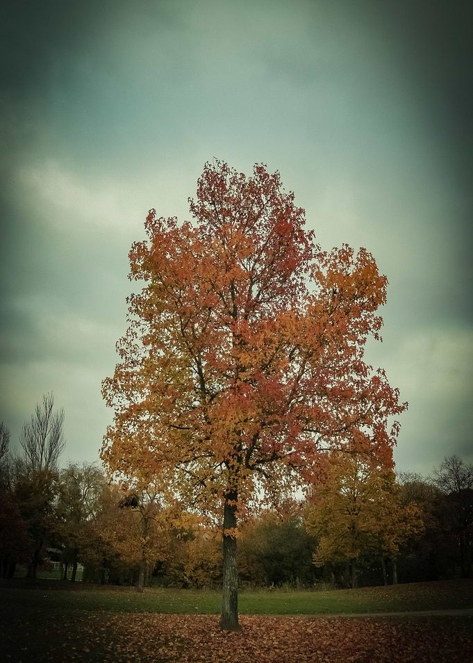 tree