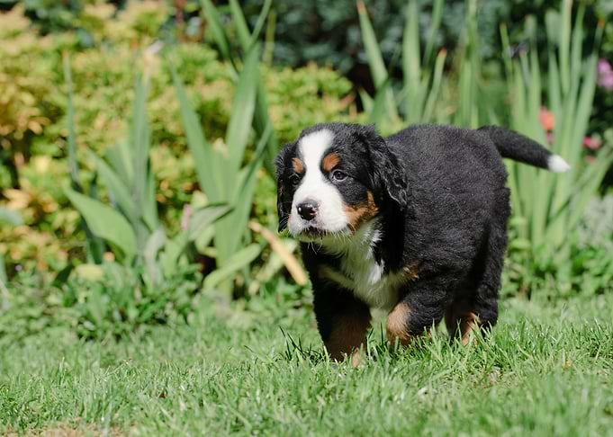 Berner puppy