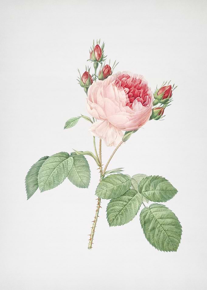 Pink Cabbage Rose