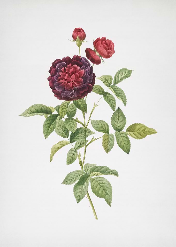 One Hundred Leaved Rose