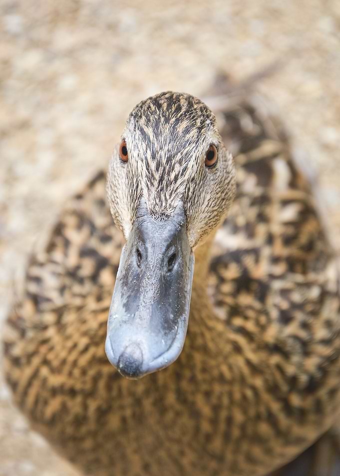 Duck