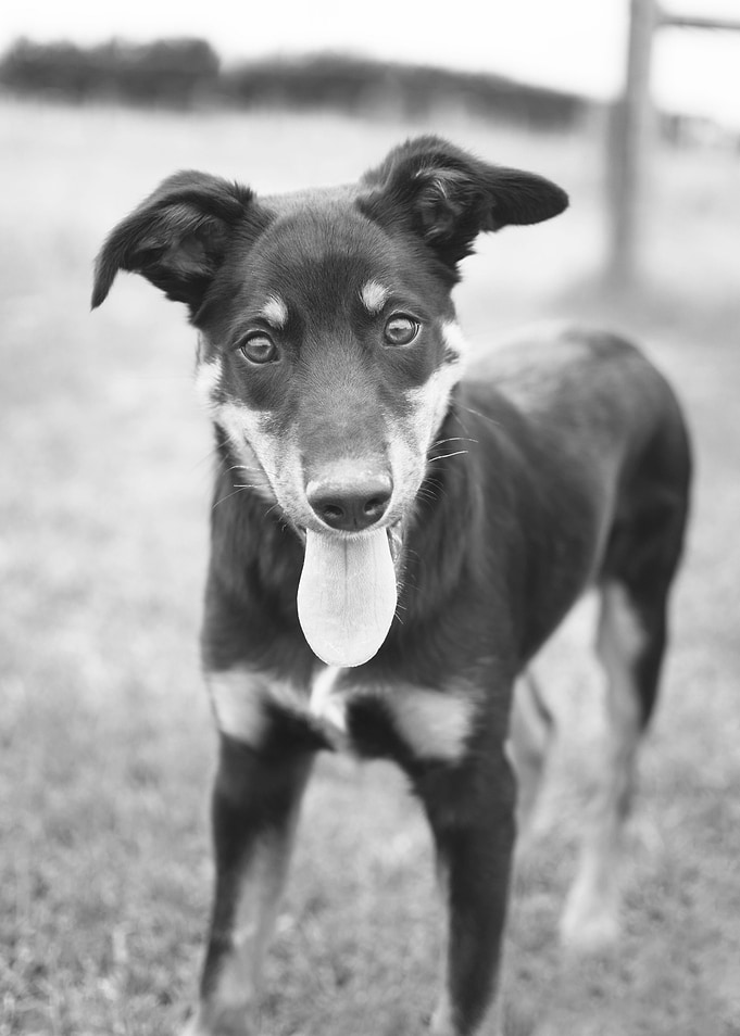 Cute Dog