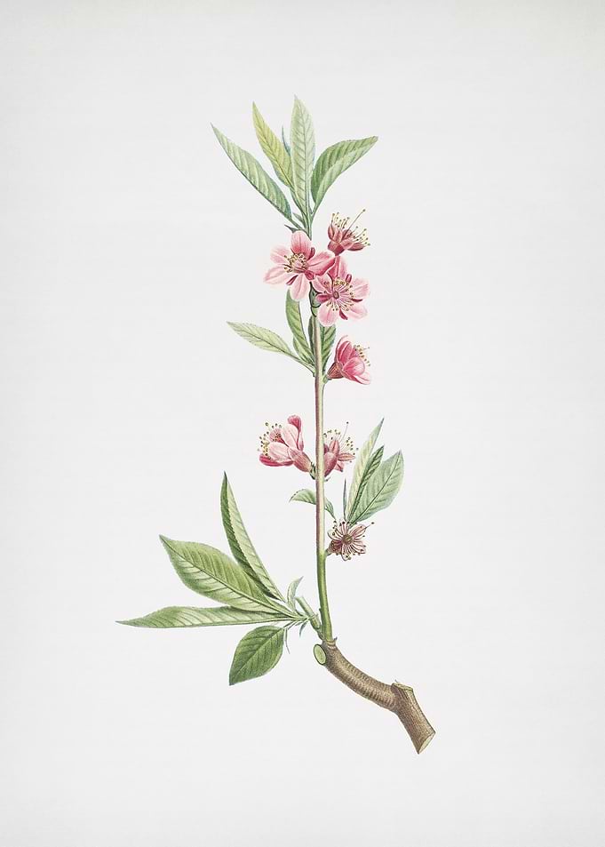 Pink Flower Branch