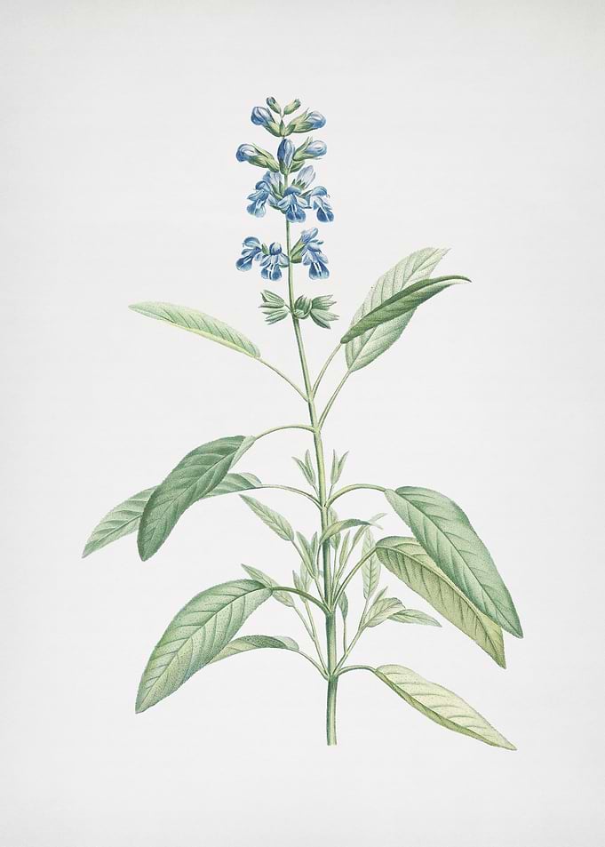 Blooming Sage Plant