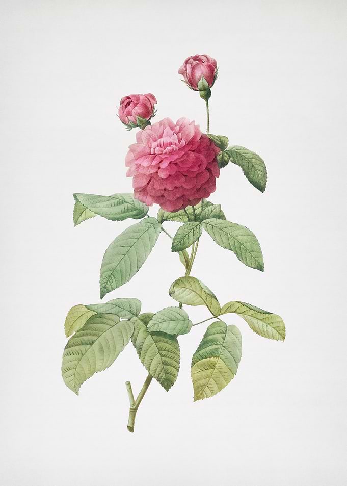 Agatha Rose in Bloom