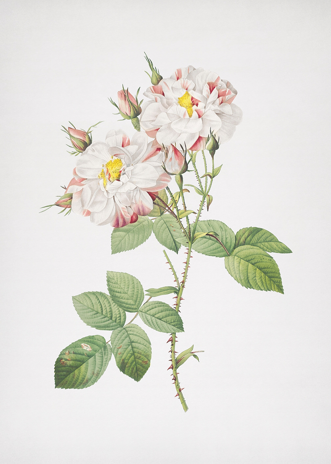 White Damask Rose