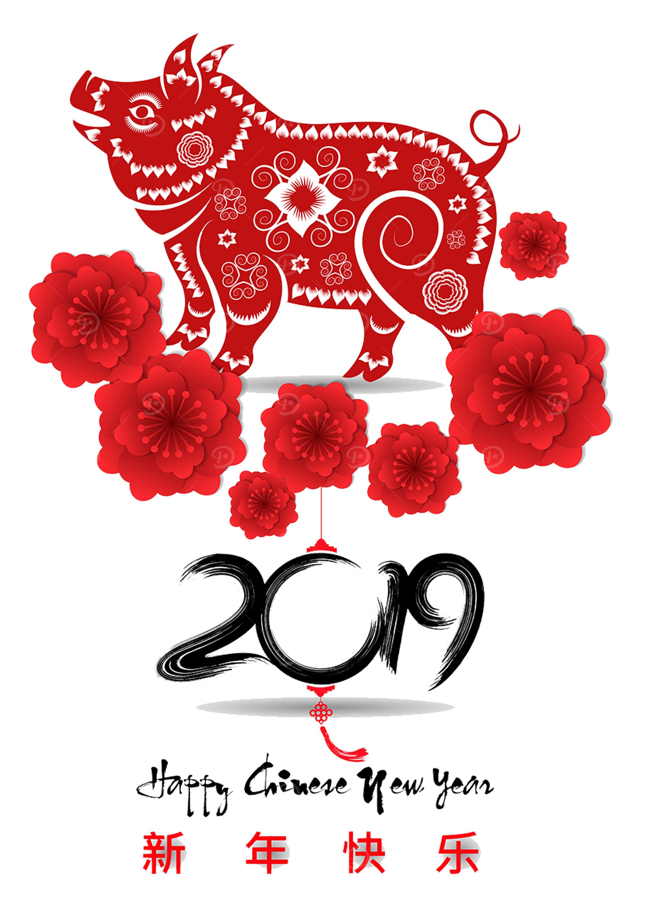 wild pig 2019