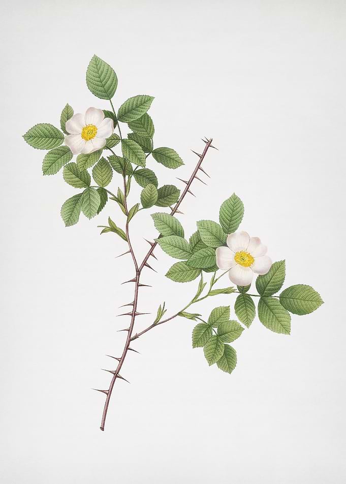 Spiny Leaf Rose of Dematra