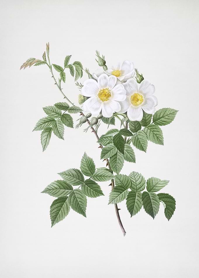 Blooming White Rosebush