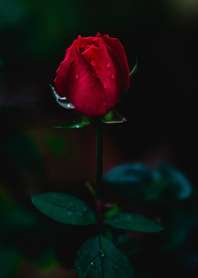 Red rose bud in morning