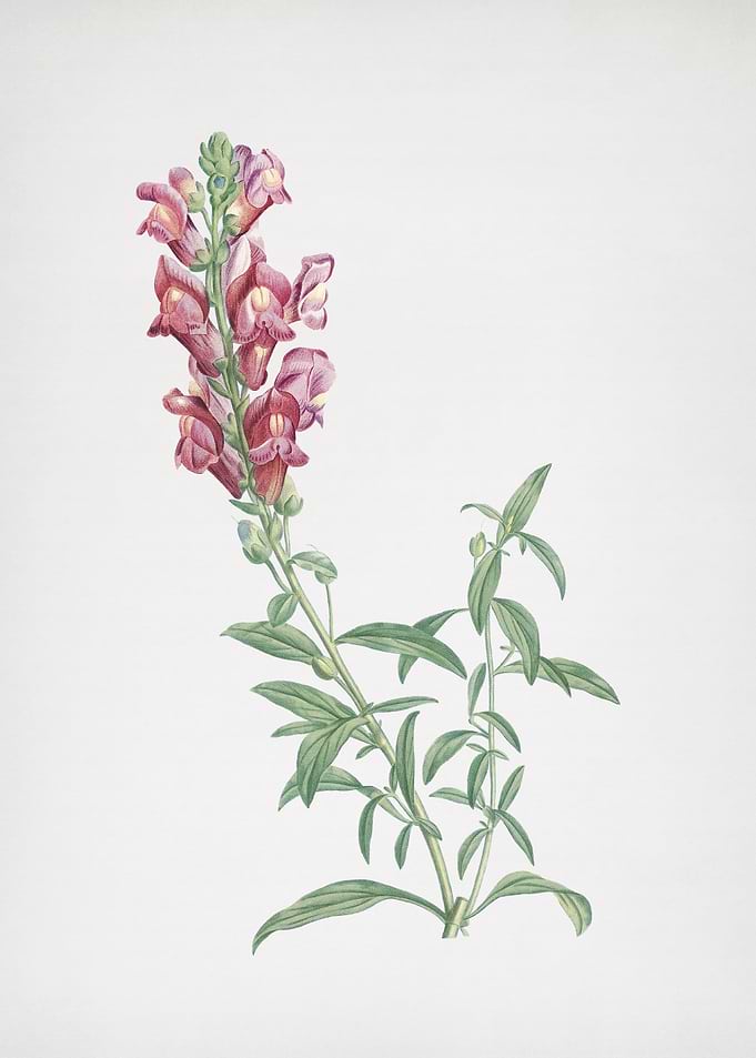 Red Dragon Flowers