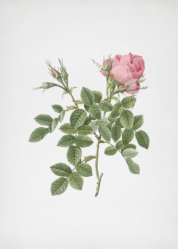 Dwarf Damask Rose