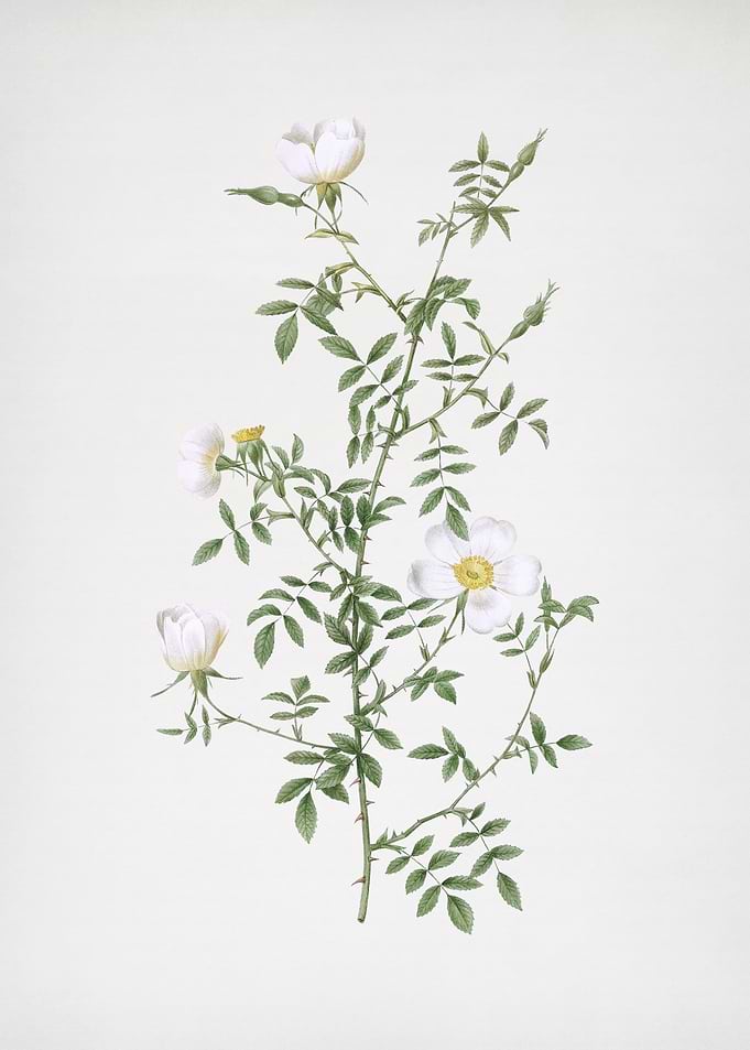 Blooming Hedge Rose