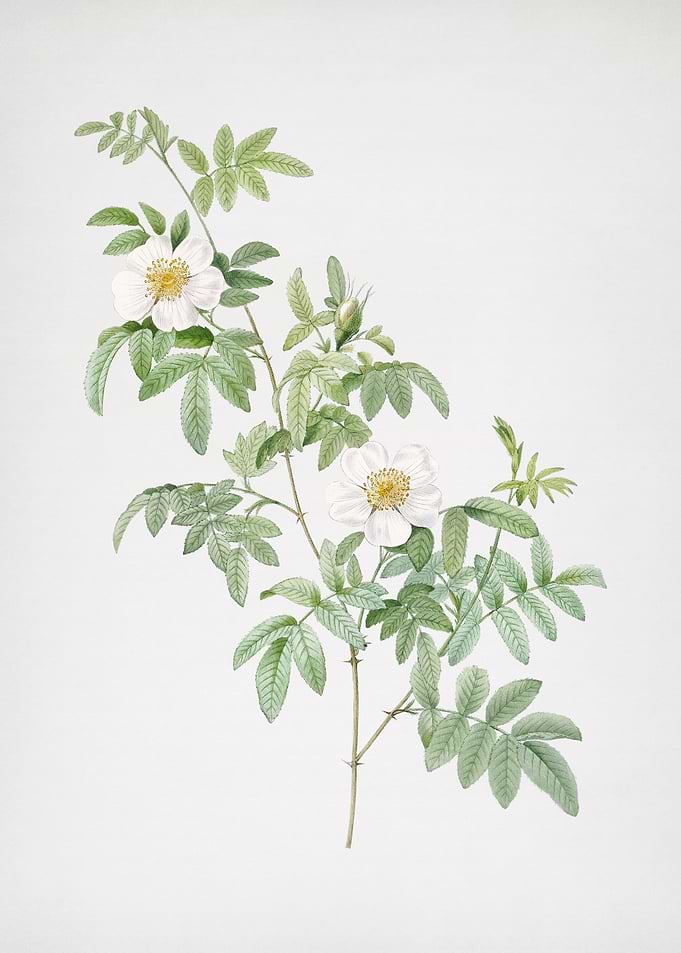 Blooming Musk Rose