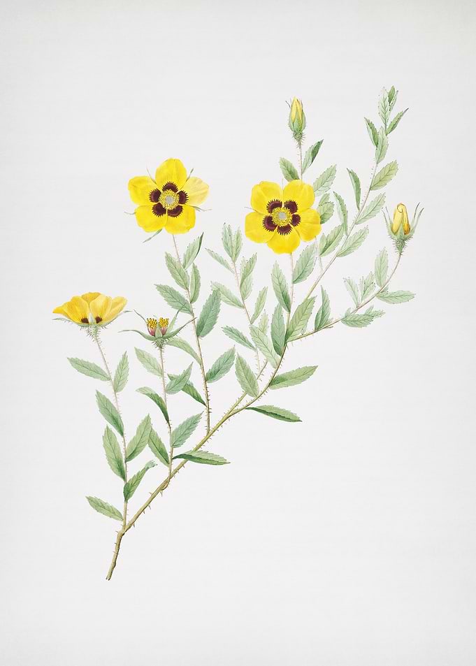 Vintage Rosa Persica