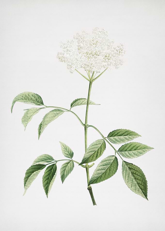 Blooming Elderflower Tree