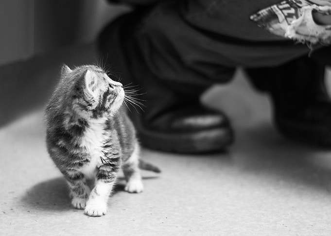 Tiny Kitten