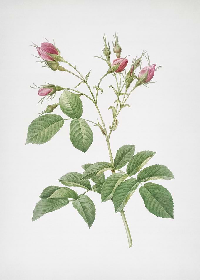 Crimson Evrats Rose