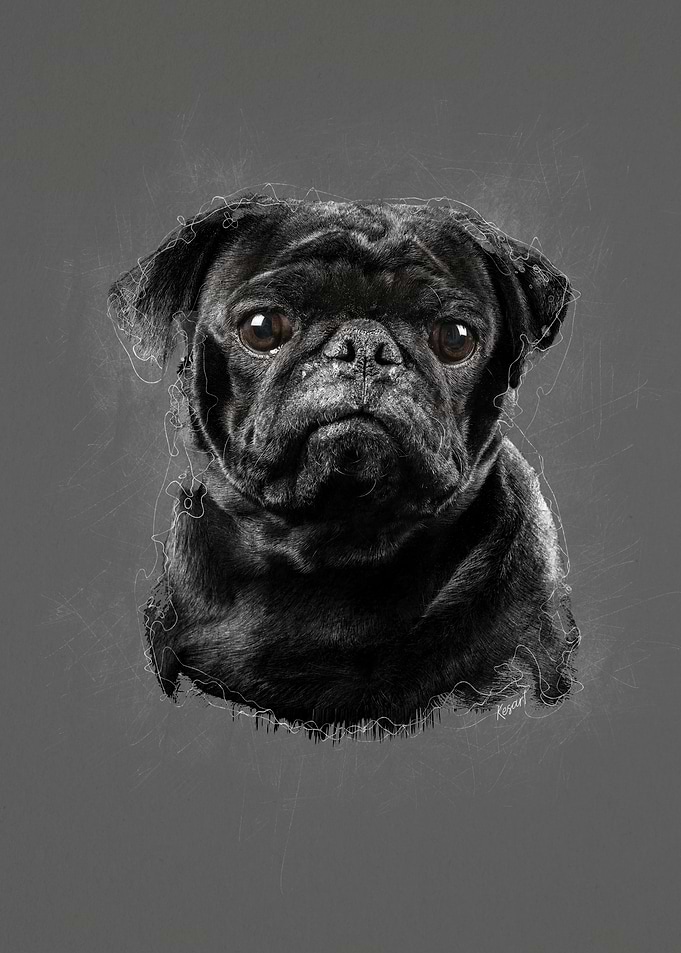 Black Pug Portrait