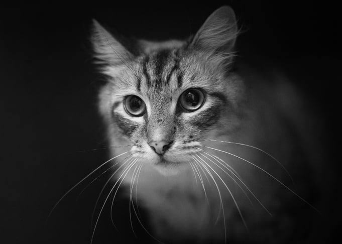 Majestic Cat