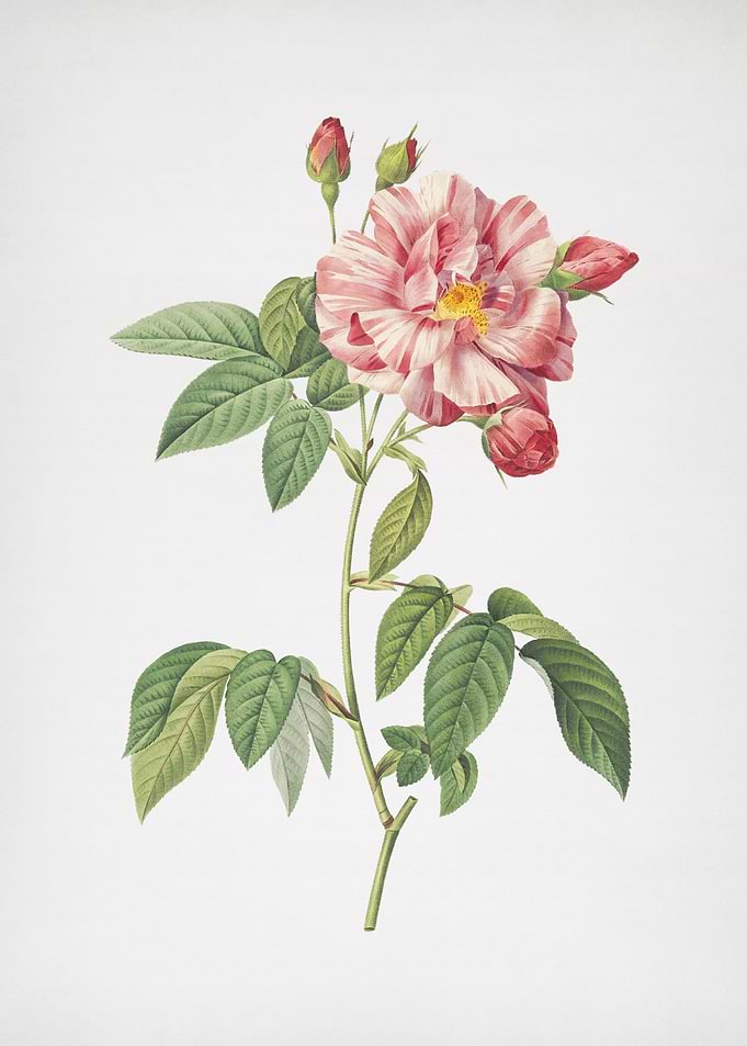 Variegated French Rosebush