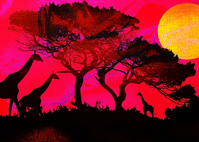 INTO THE FOREST 19