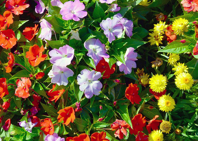 Springing colors