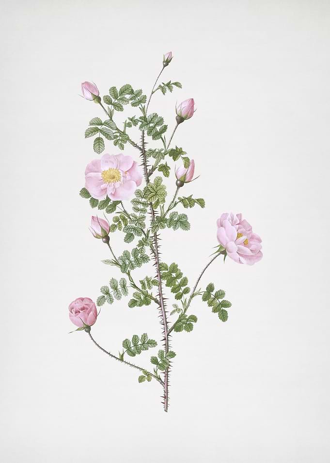 Pink Scotch Briar Rose